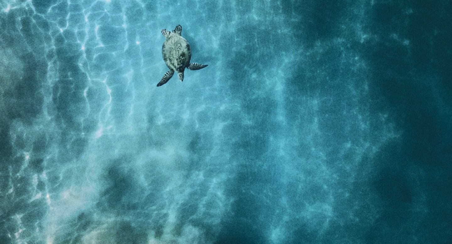 tortuga de mar en el océano azul 
