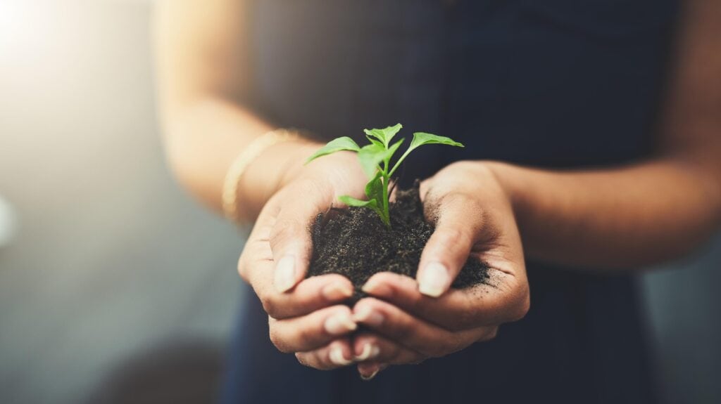 Manos sosteniendo una planta pequeña.