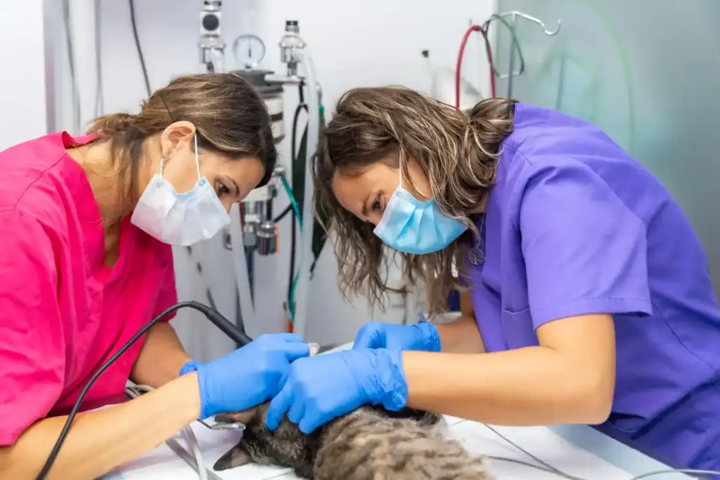 Bolsas de plástico para residuos de clínicas veterinarias